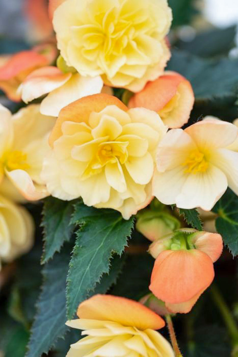 Begonia, Iconia Peachy Keen