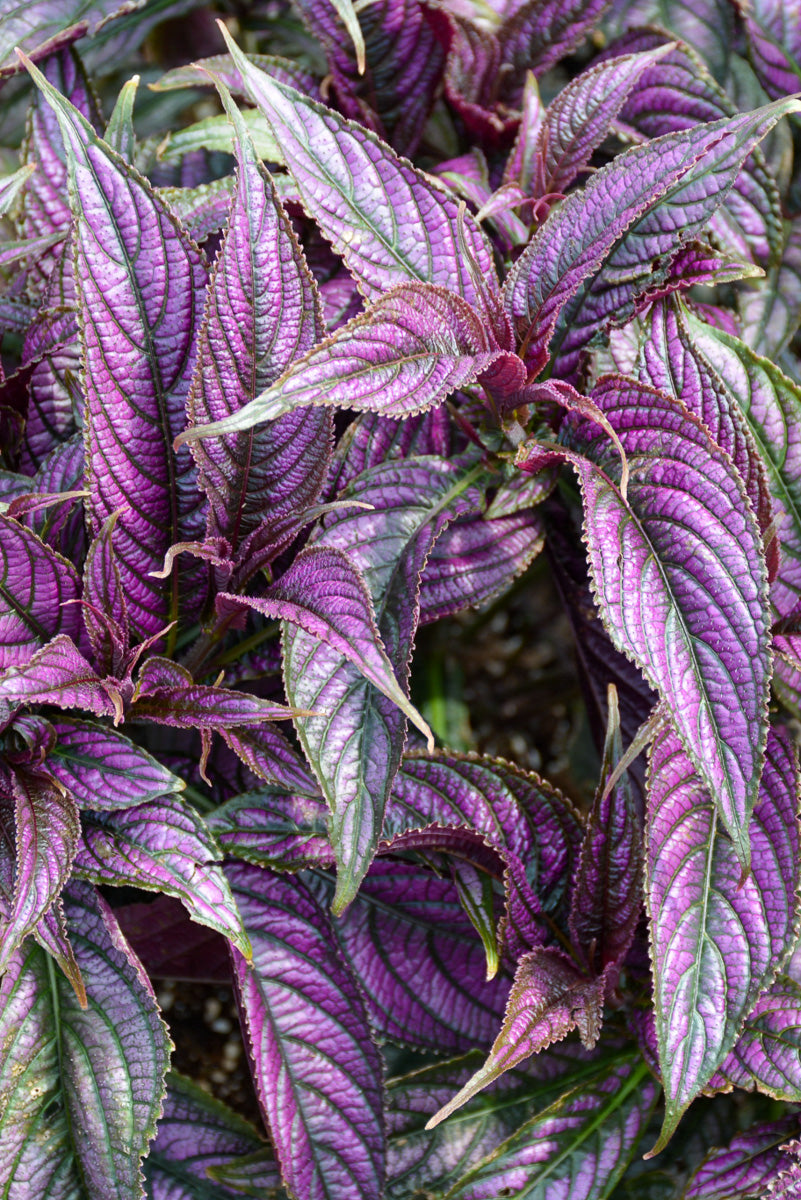 Strobilanthes, Persian Shield