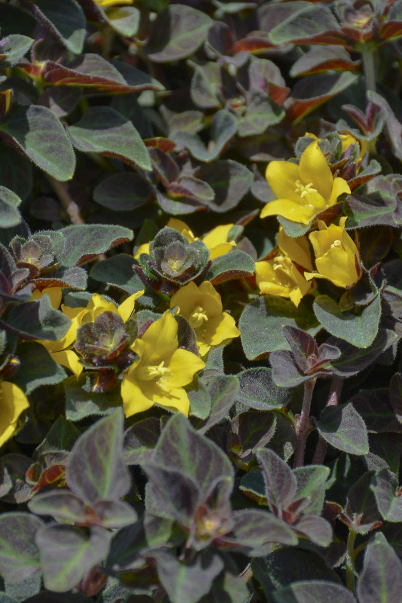 Lysmachia Midnight