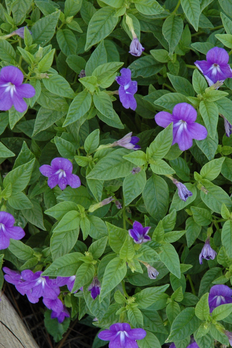 Browallia, Endless Illumination