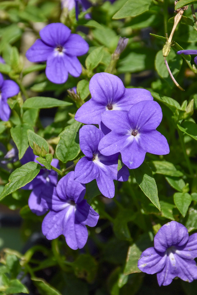 Browallia, Endless Illumination