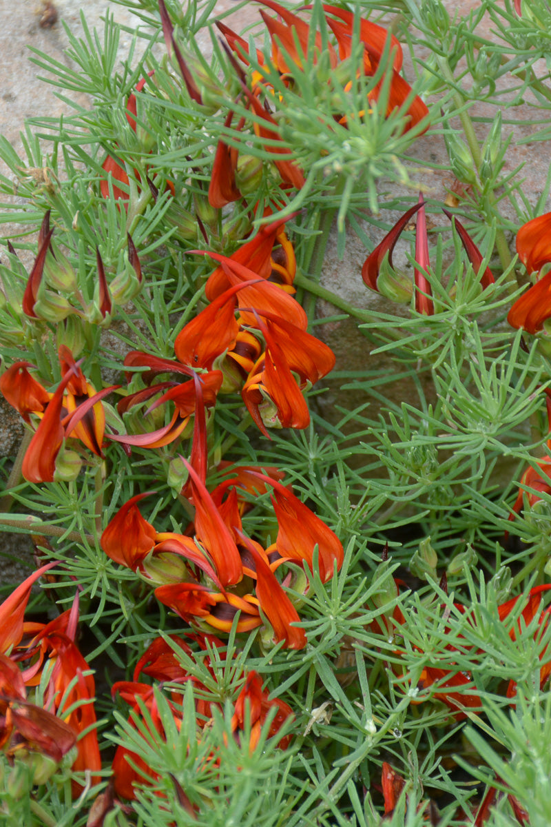 Lotus Vine, Parrots Beak