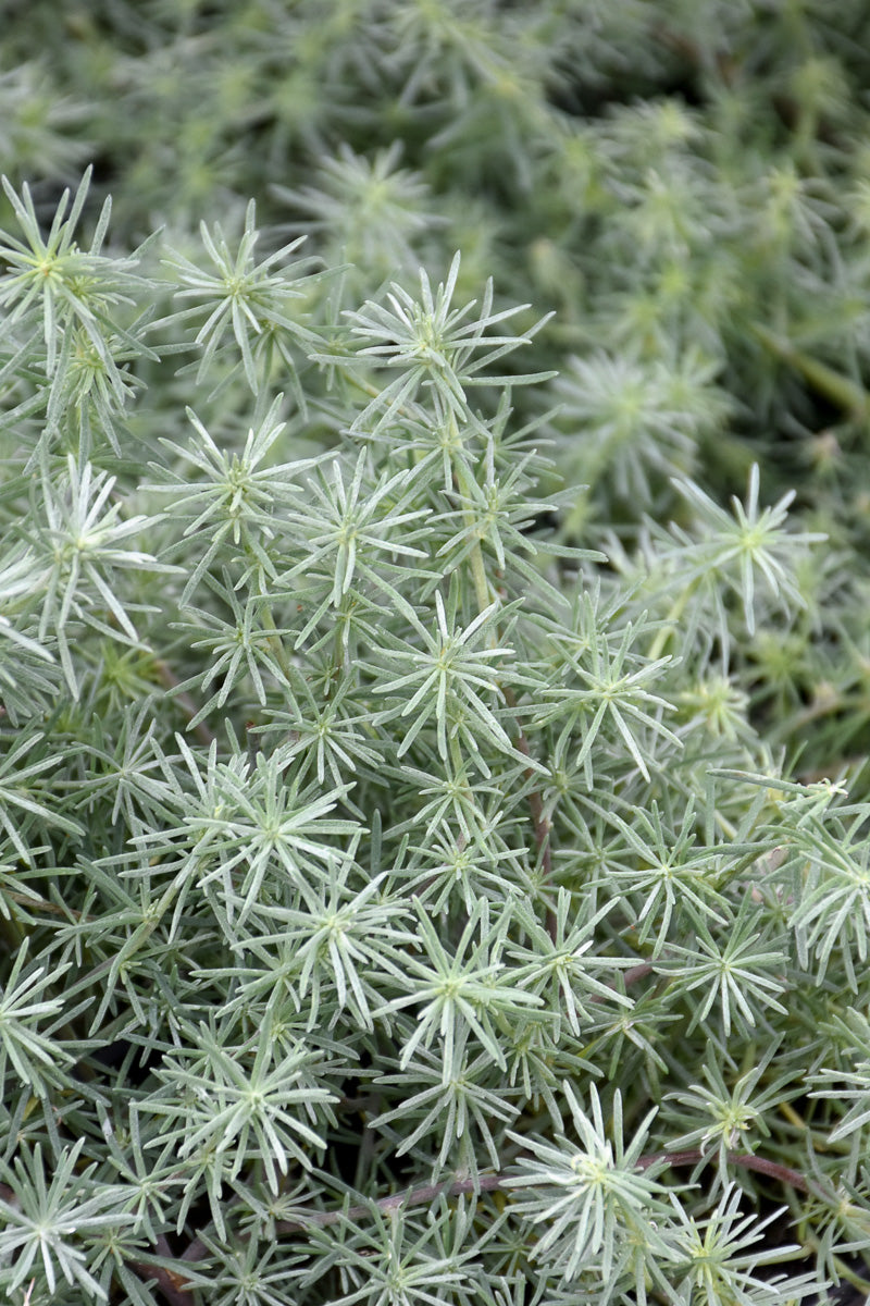 Lotus Vine, Parrots Beak