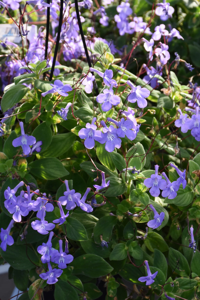 Strepto Concord Blue