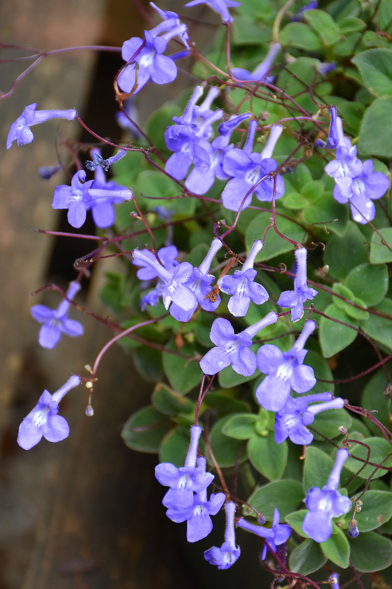 Strepto Concord Blue