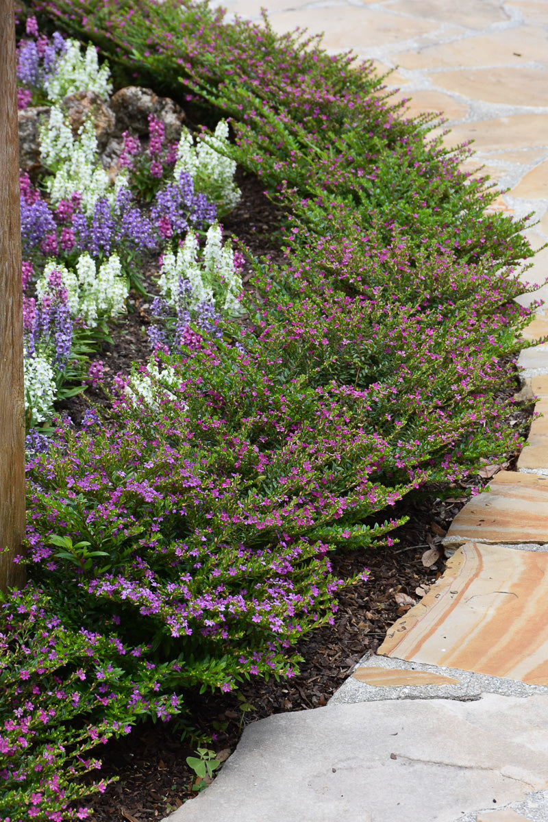 Cuphea, FloriGlory Diana Magenta 4"