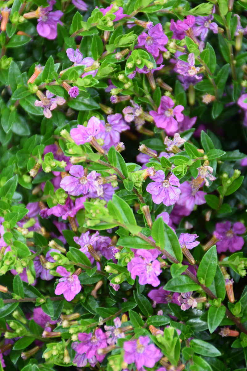 Cuphea, FloriGlory Diana Magenta 4"