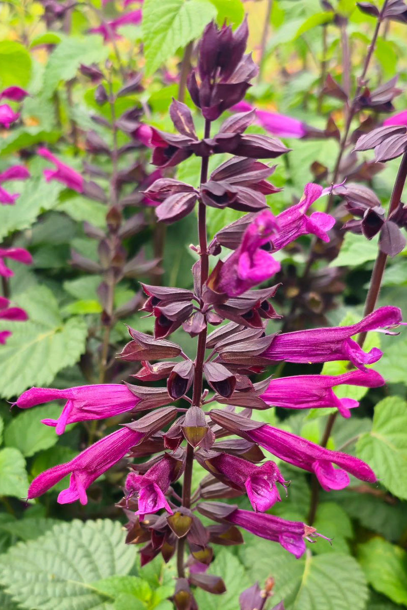Salvia, Plum Crazy 1G