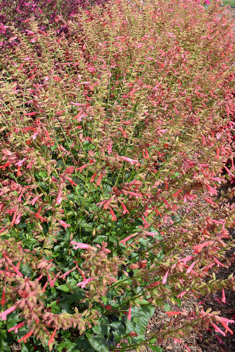 Salvia, Skyscraper Orange