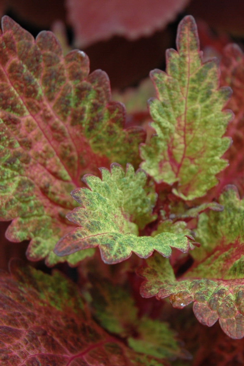 Coleus Indian Summer