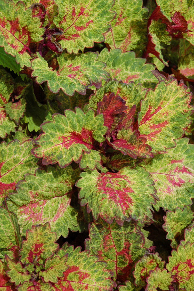 Coleus Indian Summer