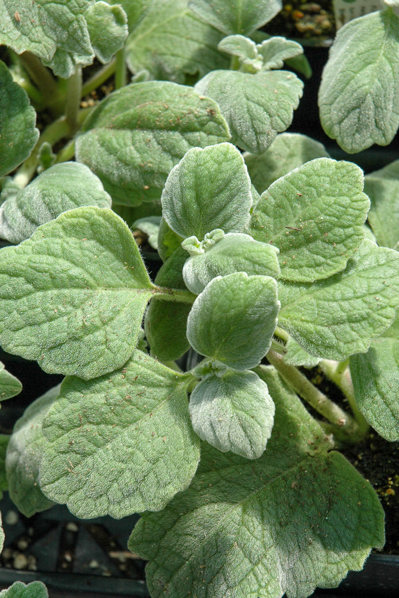 Plectranthus