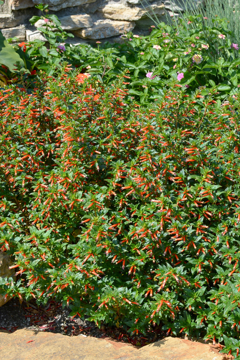 Cuphea, Vermillionaire