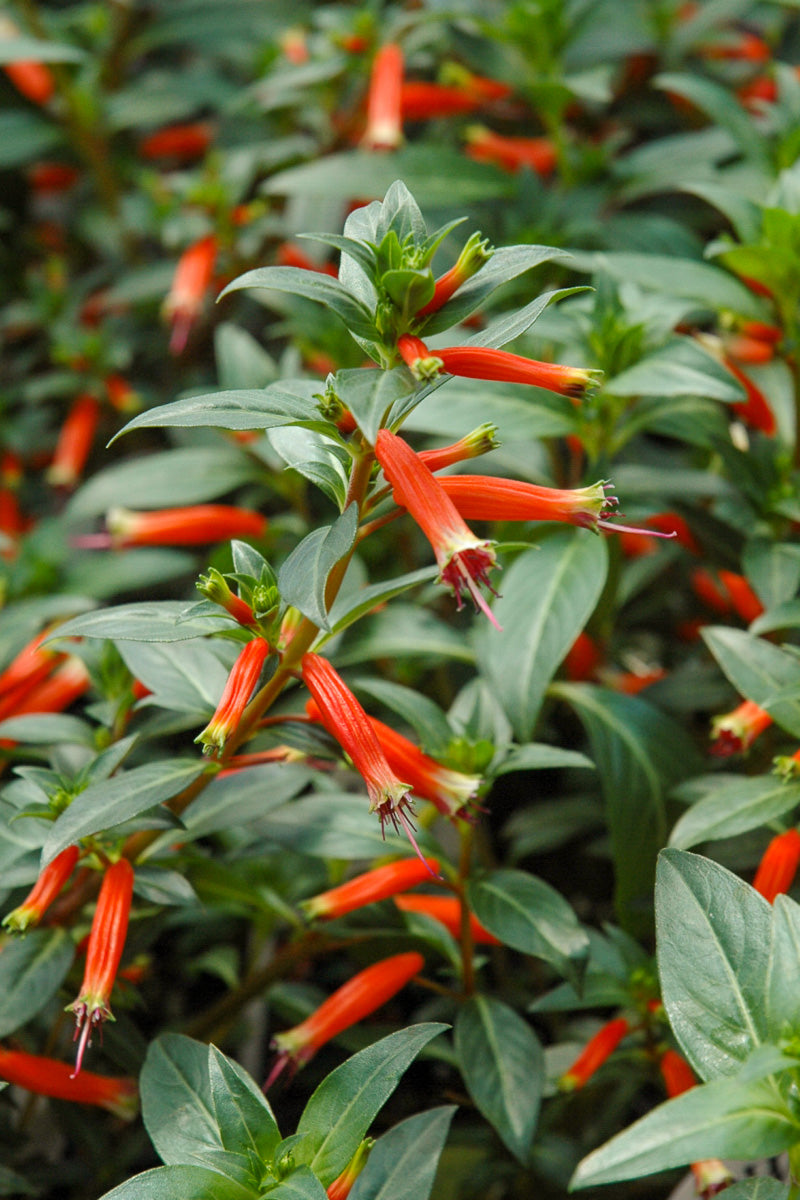 Cuphea, Vermillionaire