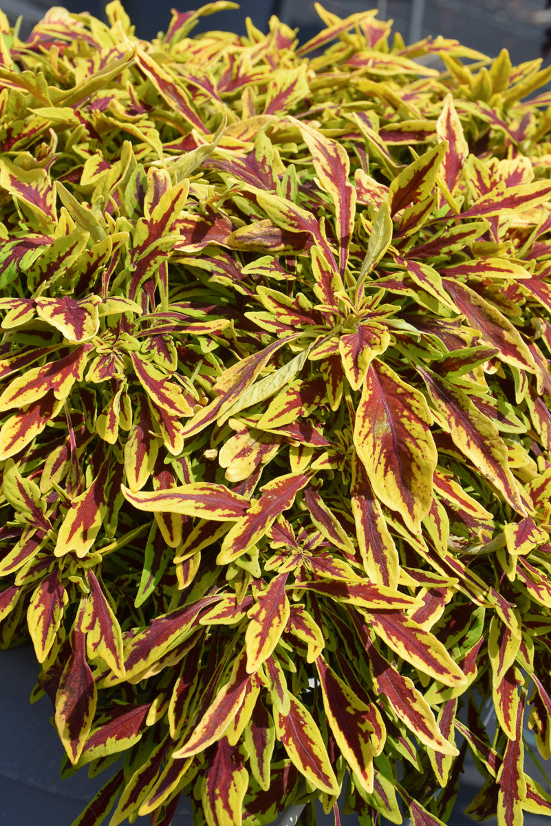 Coleus Le Freak