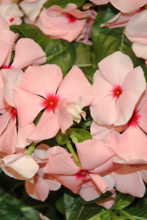 Vinca, Flowering Apricot