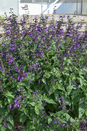 Salvia, Purple & Bloom