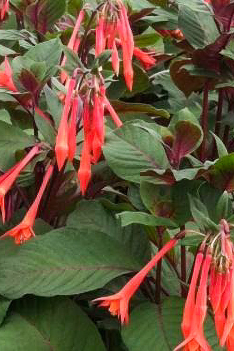 Fuchsia Gartenmeister Salmon