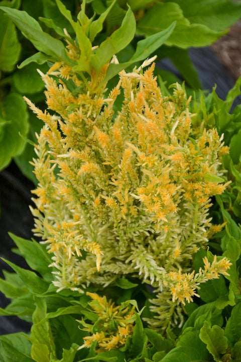 Celosia, Kelos Yellow Green Leaf 4"