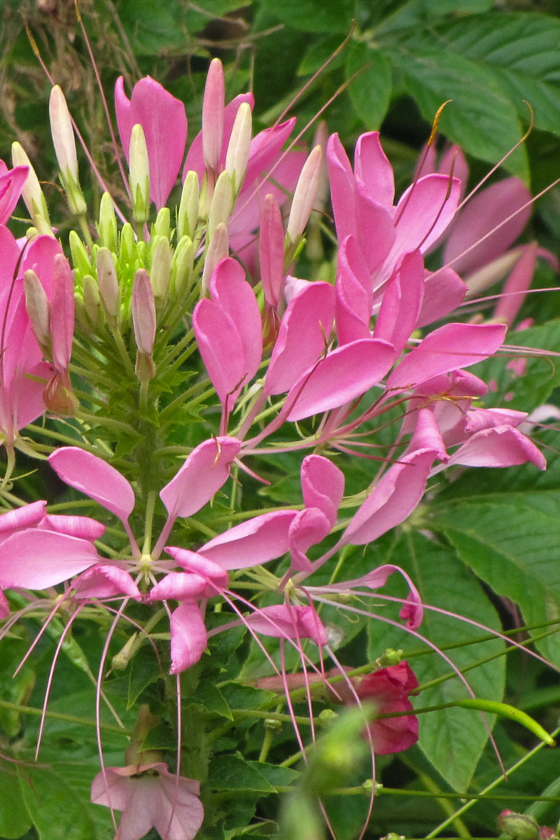 Cleome Lavender