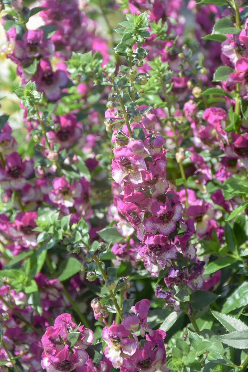 Angelonia, Fuchsia Bicolor