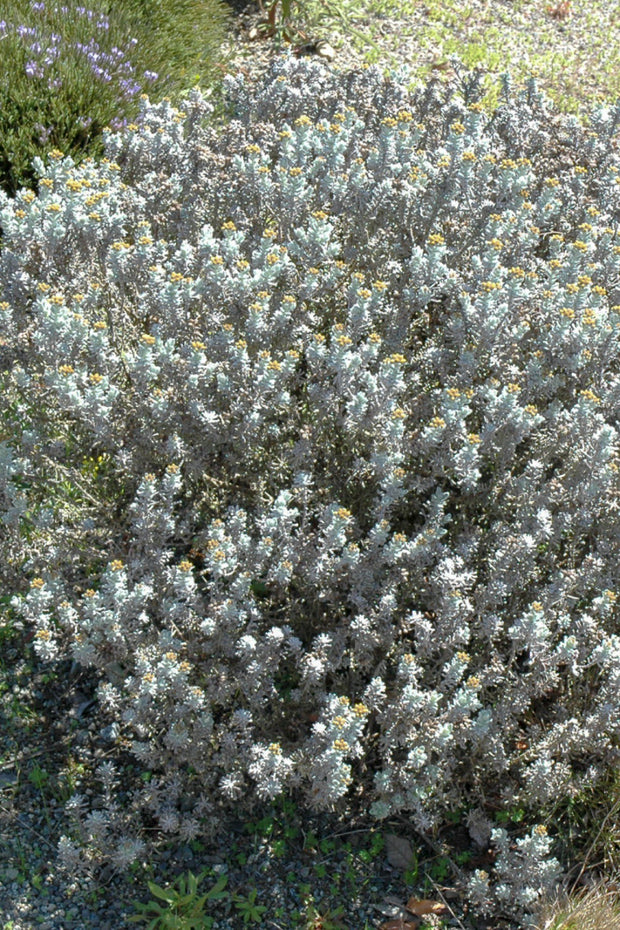 Helichrysum  Gold