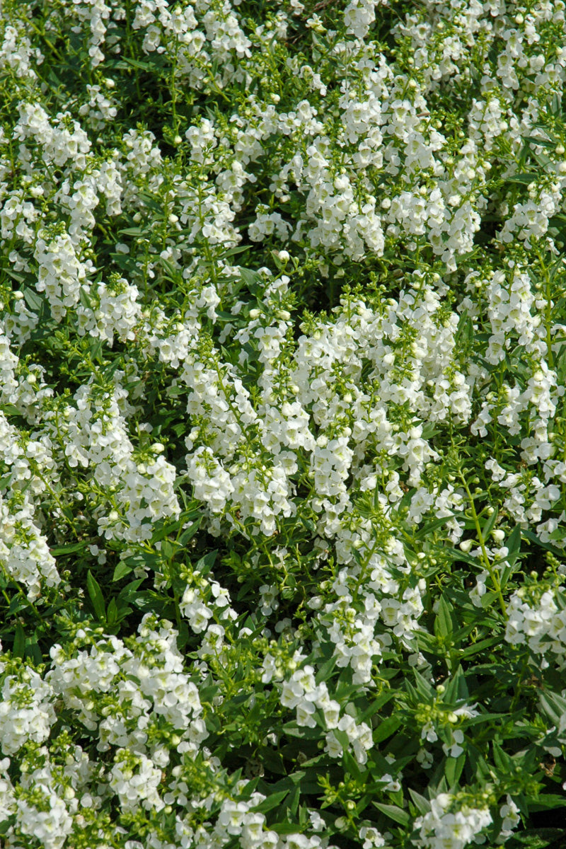 Angelonia, Serafina White
