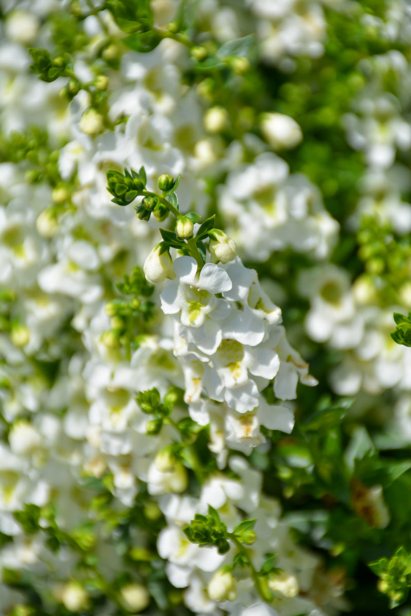 Angelonia, Serafina White