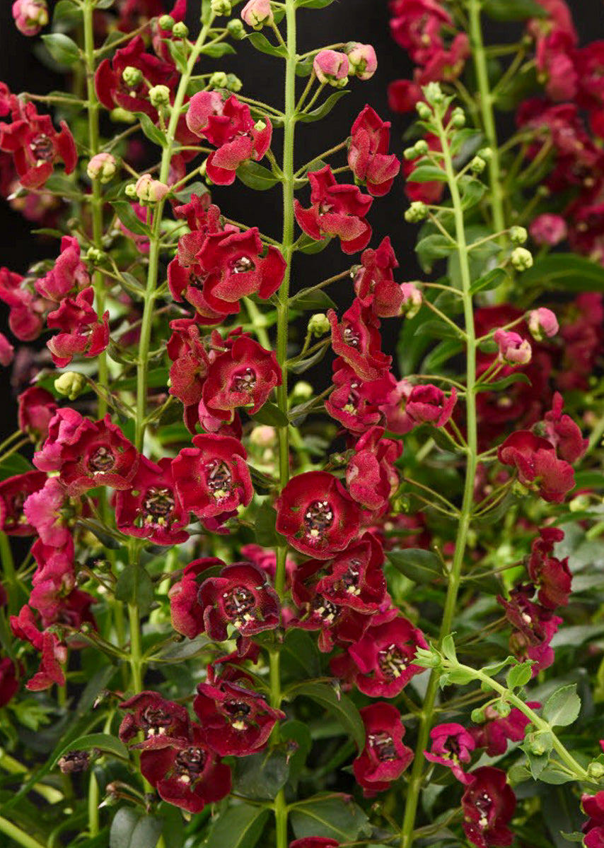 Angelonia, Aschangel Ruby Sangria