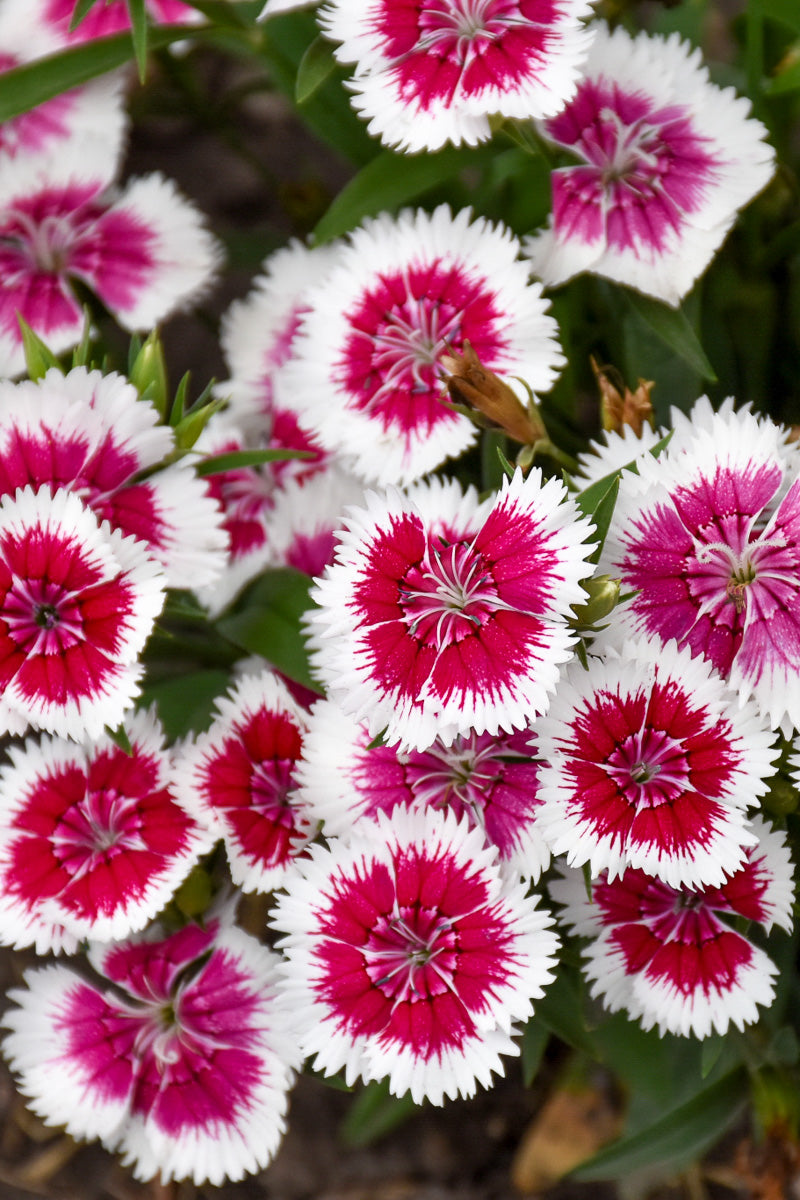 Dianthus, Floral Lace Picotee