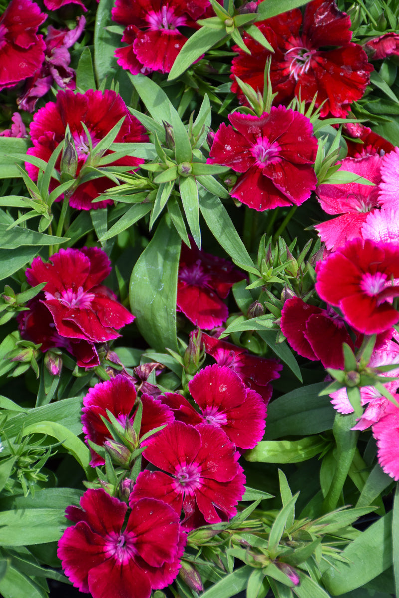 Dianthus, Floral Lace Purple