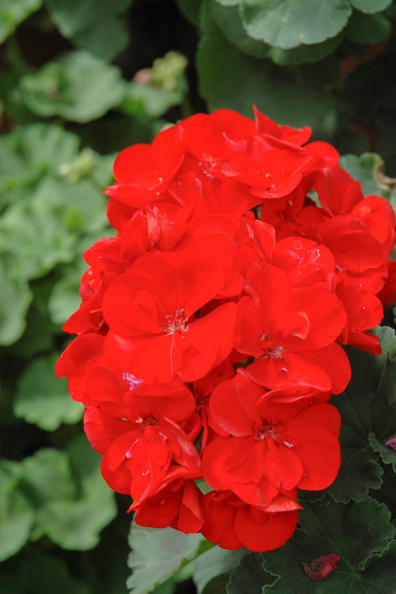 Geranium, Rocky Mountain Dark Red