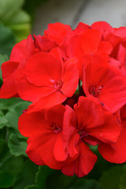Geranium, American Dark Red