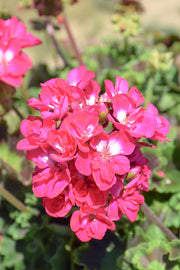 Geranium, Calliope Hot Rose