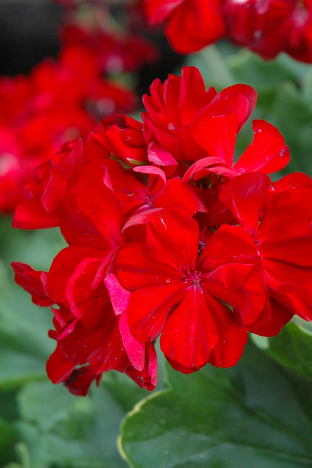 Geranium, Calliope Dark Red