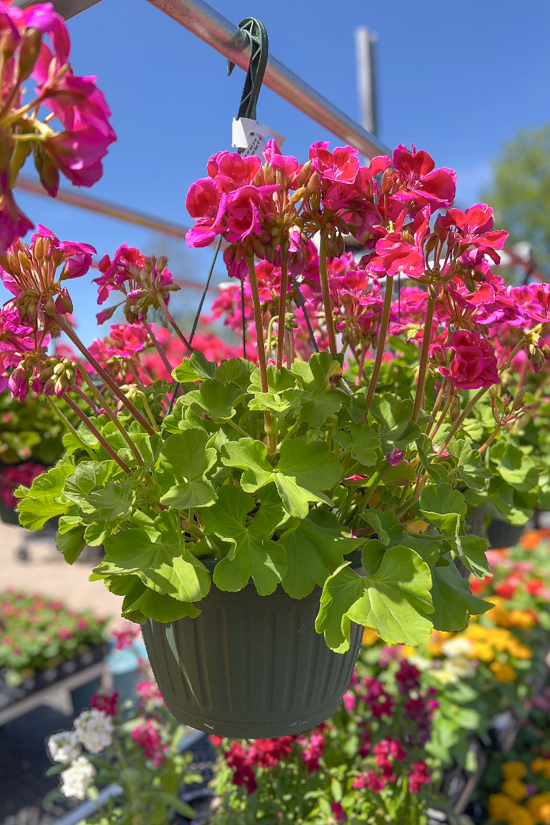 Geranium, Calliope Hot Rose