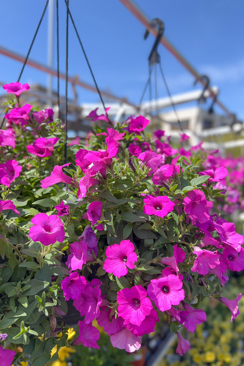 Petunia, Supertunia Mini Vista Jazzberry Hanging Basket 12"