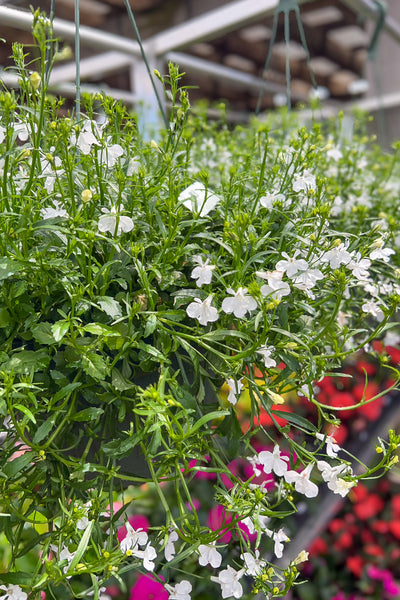 trailing plant in hanging basket Lobelia, White Hanging Basket 10" – Chalet