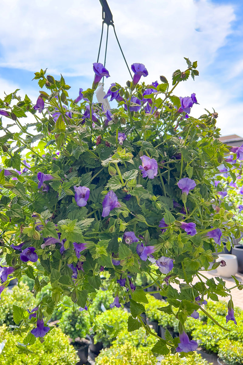 Torenia, 10" Hanging Basket