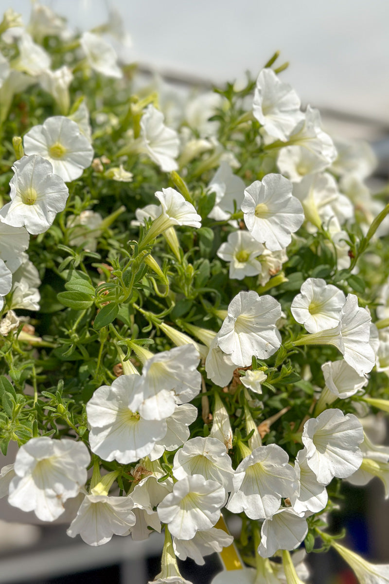 Petunia, Supertunia White – Chalet