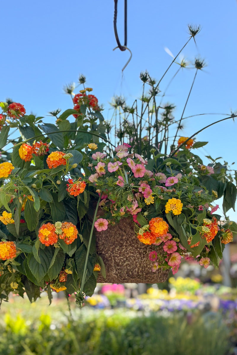 hanging basket plants for balcony Lady Honeyberry, Fiber, Hanging Basket – Chalet