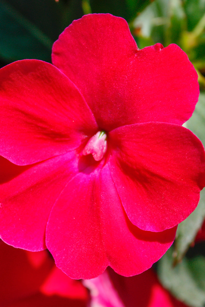 Impatiens, New Guinea Compact Rose Glow