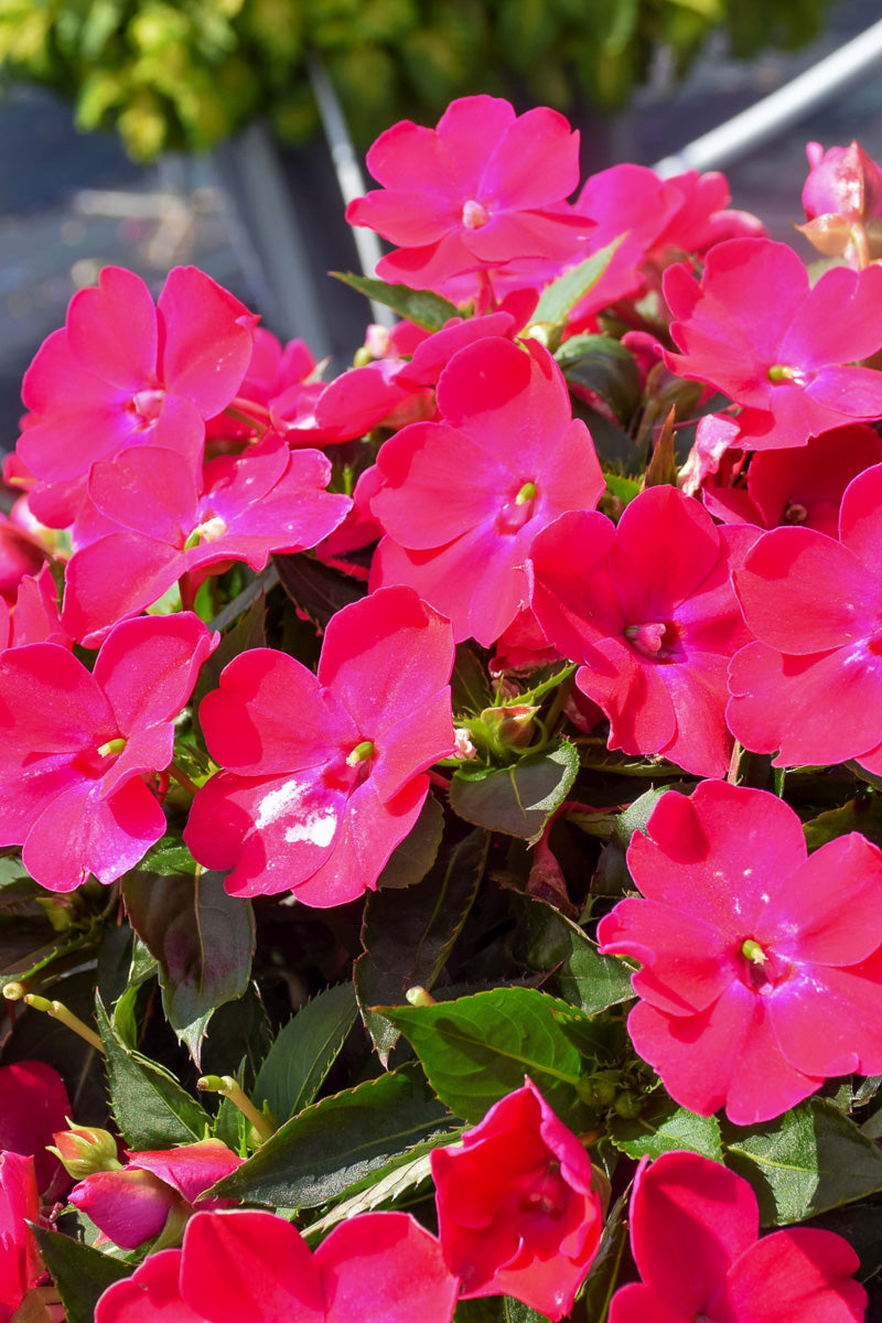 Impatiens, Sunpatiens Rose Glow