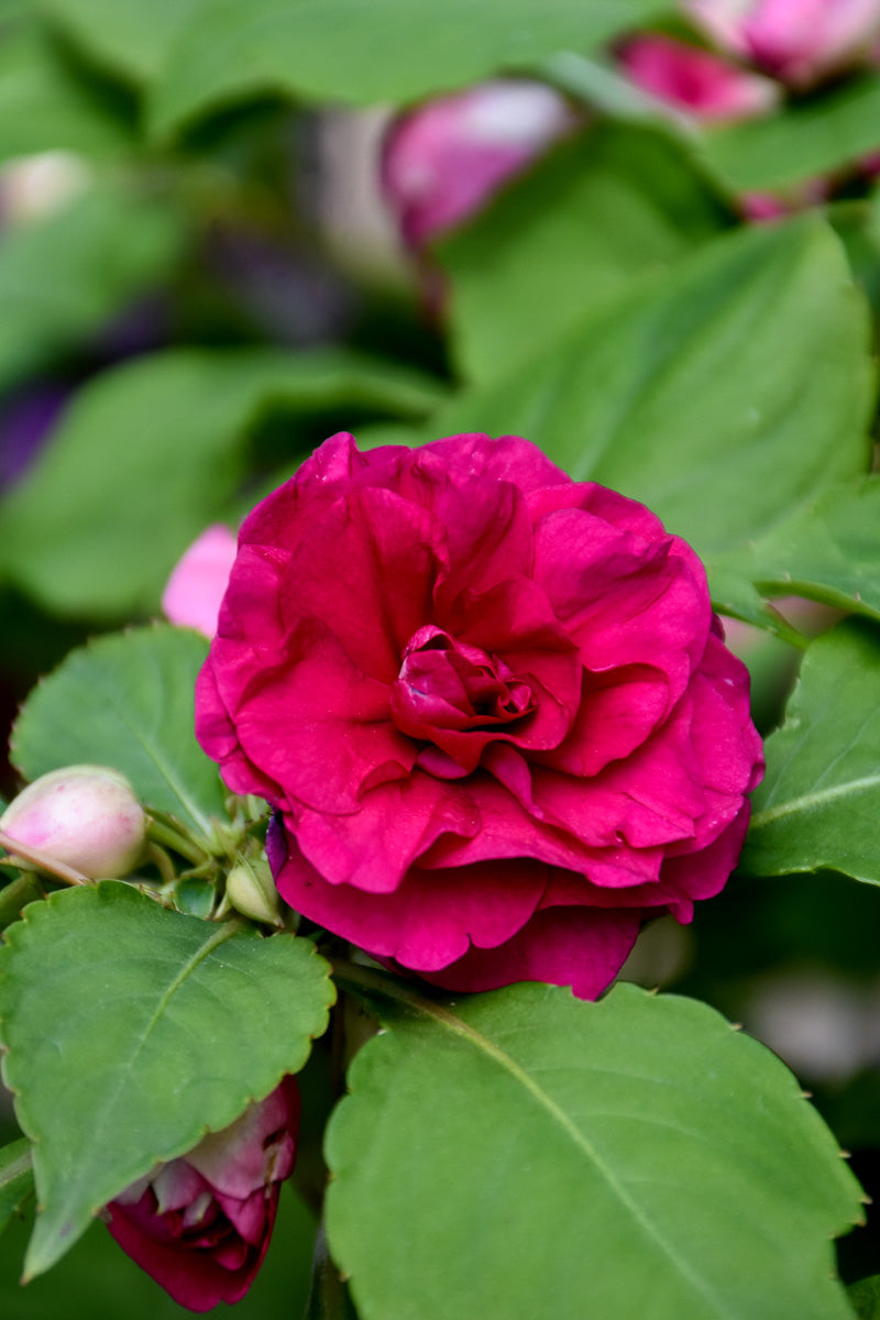 Impatiens Double Burgundy