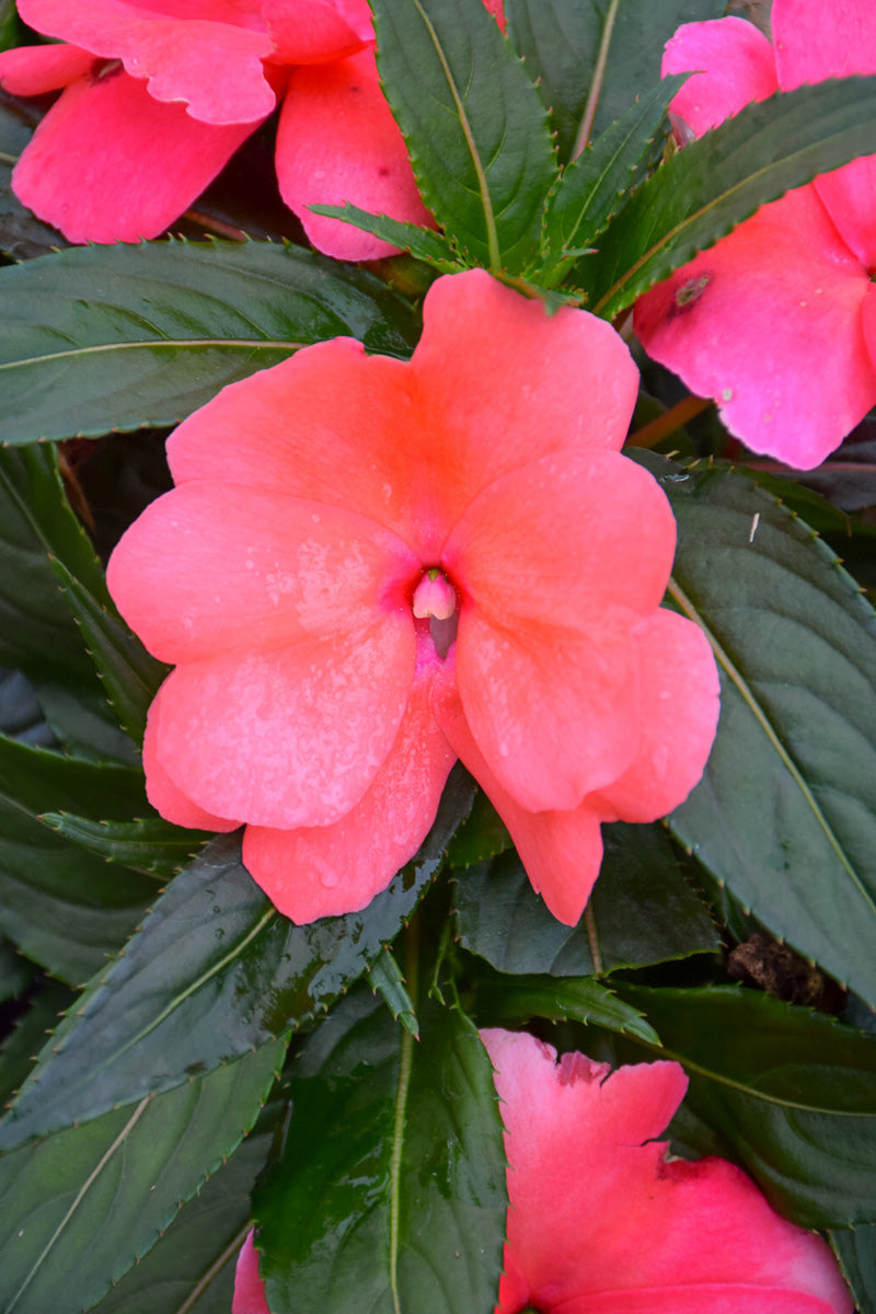 Impatiens, New Guinea Salmon