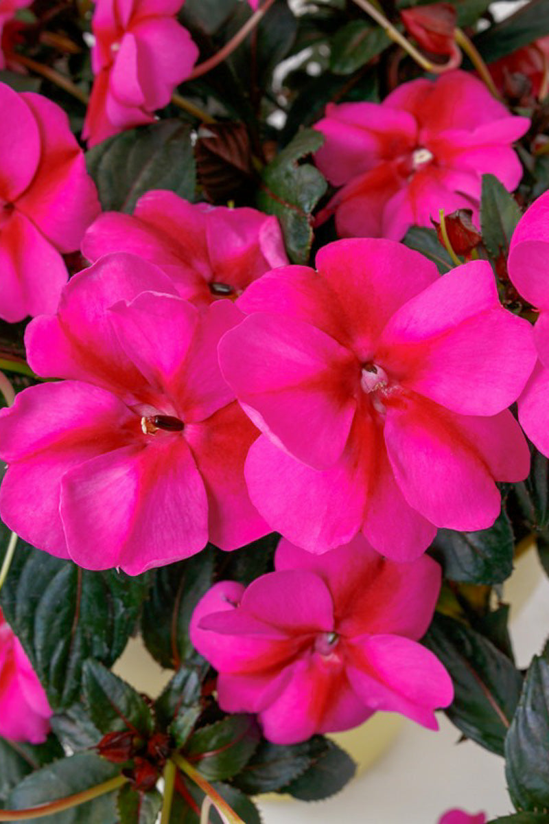 Impatiens, Sunpatiens Purple Candy