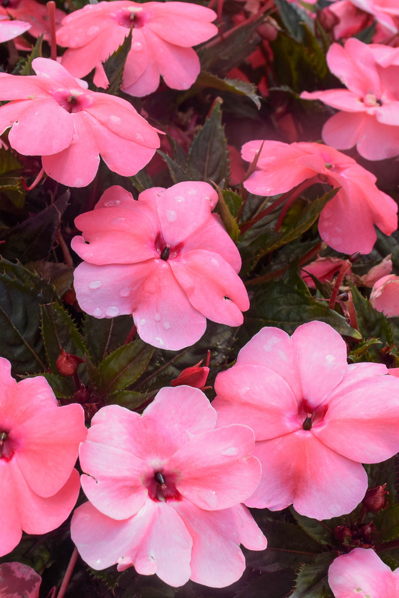 Impatiens, Sunpatiens Comp Coral Pink