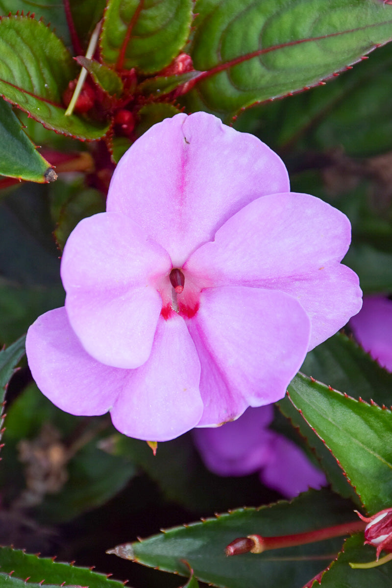 Impatiens, New Guinea Orchid Blush