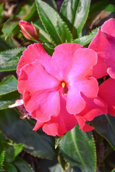 Impatiens, New Guinea Roller Coaster Hot Pink 4"