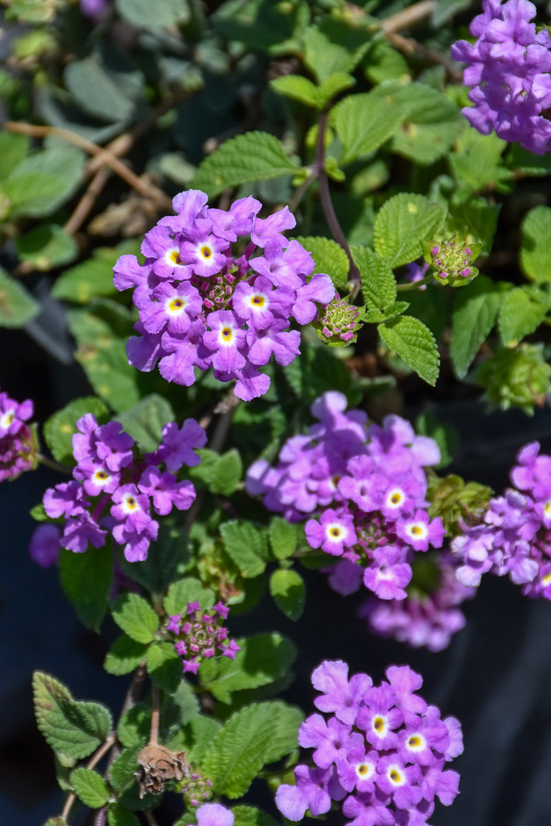 Lantana Purple Falls